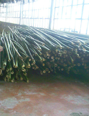 Canne di bambù, bamboo diametri dai 1 ai 10 cm vendesi. - Foto 4