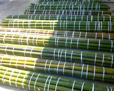 Canne di bambù, bamboo diametri dai 1 ai 10 cm vendesi. - Foto 5