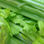 Celery Essential Oil - Photo 4