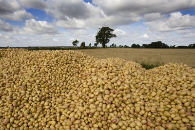 Cena świeżych ziemniaków/ziemniaków - Zdjęcie 4