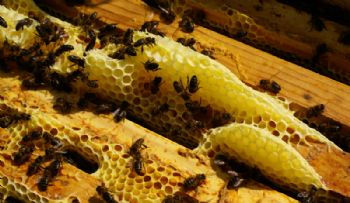 Cera de abejas - Foto 5