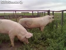Cerdos reproductores, padrillos, porcinos puros de pedigree