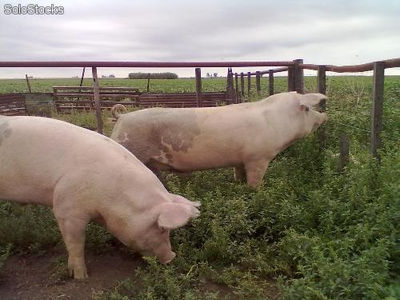 Cerdos reproductores, padrillos, porcinos puros de pedigree
