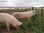 Cerdos reproductores, padrillos, porcinos puros de pedigree - 1