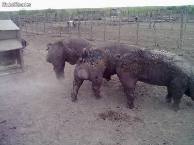 Cerdos reproductores, padrillos, porcinos puros de pedigree - Foto 2
