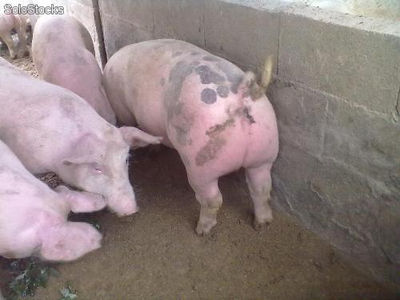 Cerdos reproductores, padrillos, porcinos puros de pedigree - Foto 3