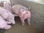 Cerdos reproductores, padrillos, porcinos puros de pedigree - Foto 3