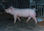 Cerdos reproductores, padrillos, porcinos puros de pedigree - Foto 4
