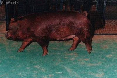 Cerdos reproductores, padrillos, porcinos puros de pedigree - Foto 5