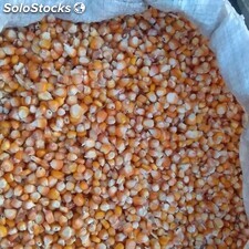 Cereales Mais du Senegal
