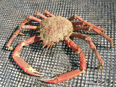 Chair de crabe (boite 500g) gros - Photo 3