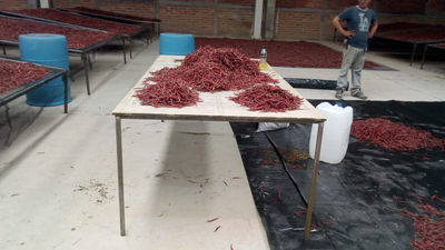 Chile de arbol yahualica, zacatecas y chihuahua somo productores - Foto 3