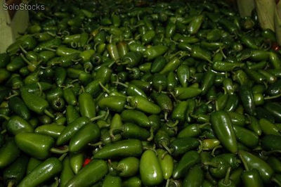 chile jalapeño hot pepper