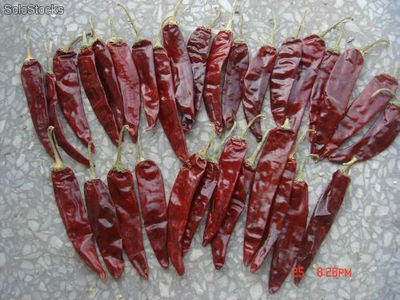 Chile puya (Jita Chili)