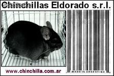 Chinchillas Reproductores de maxima calidad