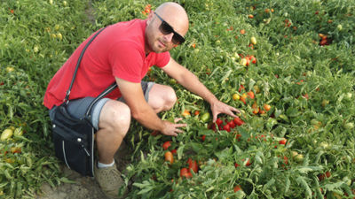 Cipolle carote pomodori finocchi - Foto 5