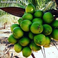 Coco verde