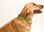 Collar reflectante mascota - Foto 3