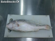 Corvina (Argyrosomus regius)