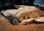 Couteau à pain KOTAI avec saya et boîte en bambou - lame 20 cm - Photo 5