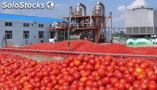 Créez une unité de production de concentré de tomate et de ketchup à fort volume