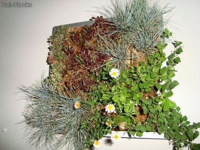 Cuadro con plantas vivas, en marco de aluminio, diseños exclusivos - Foto 2