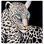 Cuadro leopardo blanco 100x100x3,5 cm, pintado a mano al óleo - 2