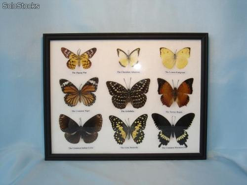 https://images.ssstatic.com/cuadro-nueve-mariposas-disecadas-4314823z0-00000067.jpg