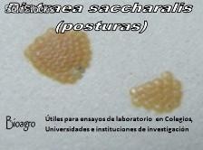 Diatraea saccharalis