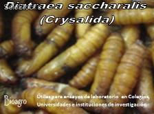 Diatraea saccharalis - Foto 2