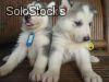 Dogs and puppies for new homes - Foto 2