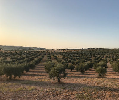 Domaine CHERIF huile d&amp;#39;olives vierge extra - Photo 2