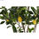 Drzewo DKD Home Decor Drzewko cytrynowe Poliester (74 x 74 x 150 cm) - 2