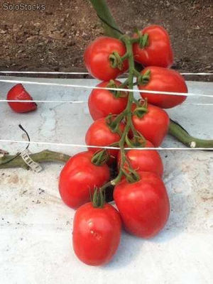 El Arrojado. Tomate Saladette Indeterminado. 5 Mil Semillas. - Foto 2