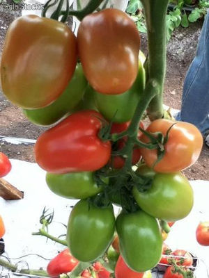 El Casqueño. Tomate Saladette Indeterminado.10 Mil Semillas.