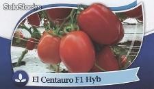 El Centauro. Tomate Saladette Determinado. 15 Mil Semillas.