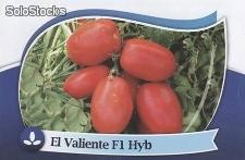 El Valiente. Tomate Saladette Determinado. 25 Mil Semillas.