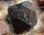 ematite - minerale di ferro ottima qualità mineraria - 1