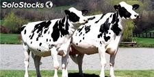 Embarazadas vacas Holstein Heifer