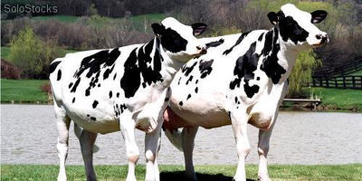 Embarazadas vacas Holstein Heifer