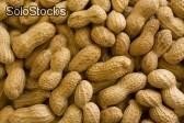 Erdnüsse aus Ägypten / Peanuts from Egypt