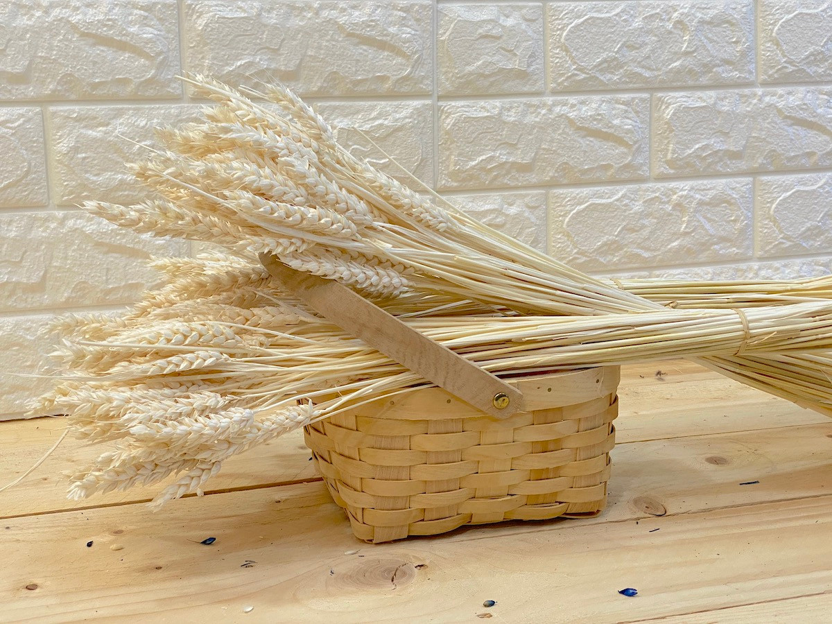 Espigas de trigo natural para decoración