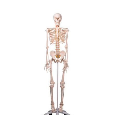 Esqueleto anatómico de lujo Fred: esqueleto flexible en soporte de cinco patas