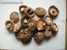 Essiccati funghi shiitake