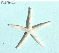 Estrella de Mar Blanca 18-23 cm