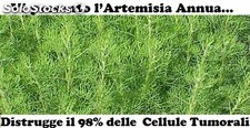 Extracto de artemisia annua para el cáncer. Cultivo organico. Tlaxcala, mexico