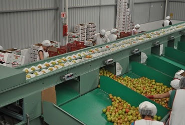 Fabricación de maquinaria para empaques de Frutas y Legumbres - Foto 3