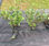Factory Supply Durable PP Woven Weeds Mat Ground Cover - Foto 2