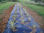 Factory Supply Durable PP Woven Weeds Mat Ground Cover - Foto 4