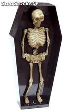 Feretro esqueleto rf. 19453
